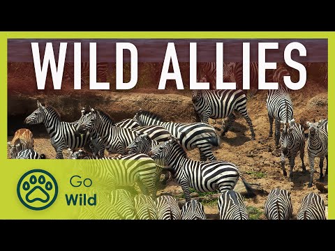 Wild Allies | Go Wild