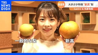 秋の味覚・梨【SUNトピ】｜TBS NEWS DIG