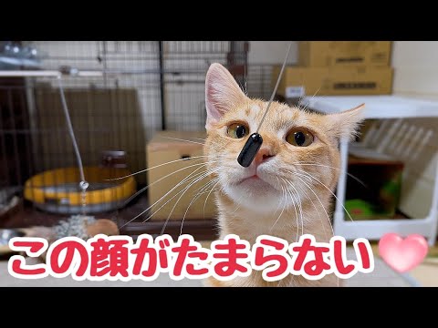 飛んだり跳ねたり元気に遊ぶ子猫と狙う場所が違う母猫