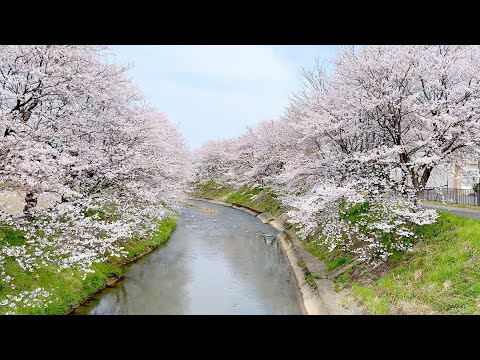 Walking Cherry Blossom Viewing at Yoshinose River, Japan [4KHDR] 散策 吉野瀬川で花見 福井県越前市