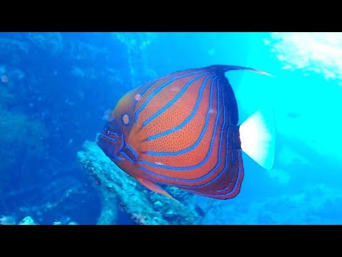 [ワヌケヤッコ] インド洋版と太平洋版で違いがあった!! Blue-ringed angelfish in tulamben bali