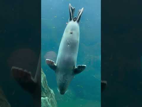 Seal of Calm #zoo #sealife #canadalife