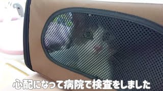 【3匹の保護猫と暮らす】猫と夫婦1年の振り返り。我が家は昨年の今ごろ大変バタバタしていました!