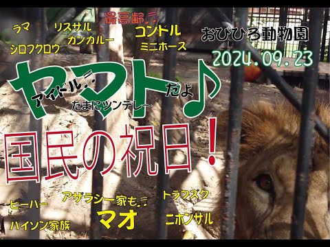 おびひろ動物園　キャプション無しデー♪ヤマトは何考えてるのかな マオもジャックもみんな考えてるぞ♬2024年9月23日。