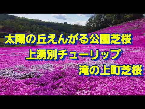 2022年5月 15日～16日 太陽の丘えんがる 公園 芝桜、 上湧別 チューリップ公園、 滝上町 芝桜 に行ってきました。