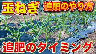 玉ねぎの追肥はいつやるのがベスト？圧倒的に楽にできる撒き方を紹介！こんな時は追肥をしないで！