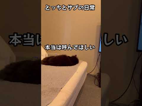 寂しんぼうサブ