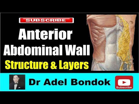 Anterior Abdominal Wall: Structure & Layers, Dr Adel Bondok Making Anatomy Easy