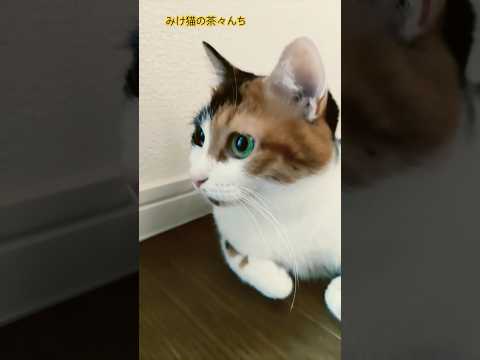 おくつろぎ猫　#funny #猫のいる暮らし #三毛猫#cutecat