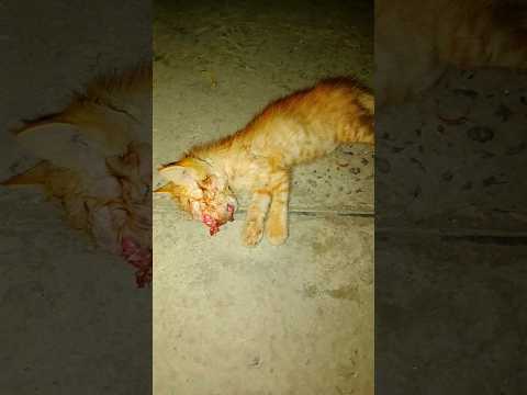 Some car driver crushed little kitten head in front of her Mother