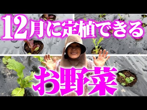 まだまだ大丈夫【12月に定植できるお野菜の紹介】【サニーレタス】【タアサイ】【水菜】【子持ち菜】【大根】【春菊】