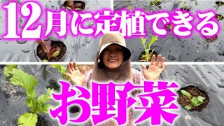 まだまだ大丈夫【12月に定植できるお野菜の紹介】【サニーレタス】【タアサイ】【水菜】【子持ち菜】【大根】【春菊】