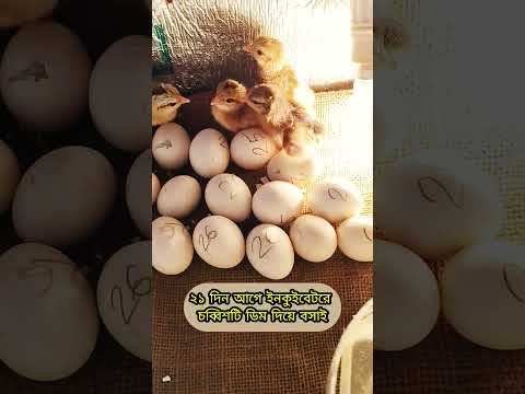 Chicken egg incubator hatching #chicken #incubator #egghatching