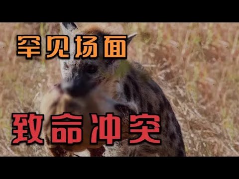 罕见的多种动物的冲突场面，如豹猫VS鬣蜥，狼獾VS熊，蛇VS狮子等 | 动物世界