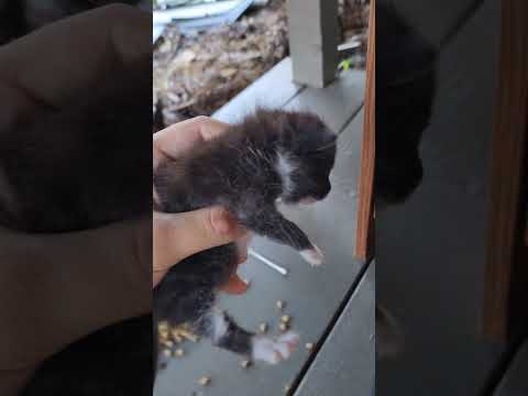 Cute Baby Kitten Found In Garbage. They're Okay! 🐱 #Shorts