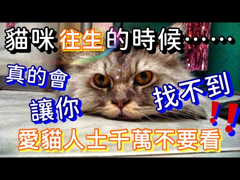 貓咪從領養過程到往生｜完整紀錄