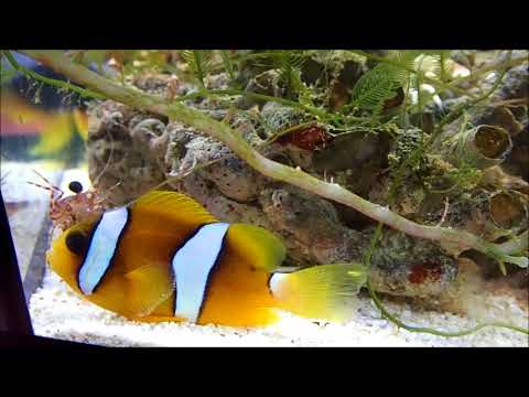 人工索羅門雙帶小丑Clark's Anemonefish（Captive-Bred） 1k