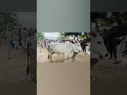 Cow market in Nigeria where Yoruba tribe and Fulani tribe work together