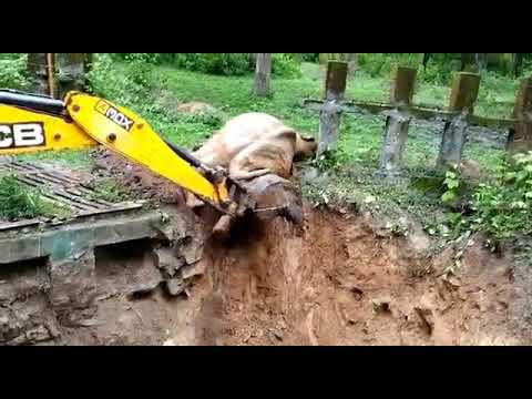 The way the elephant thanked the bulldozer for saving his life, he will surely shed your tears.❤️🐘🙏🏻