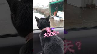 【目から涙】雨宿りする野良猫を心配する心優しい猫 #しゃべる猫 #cat