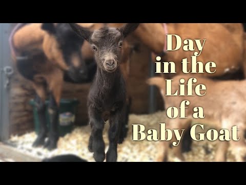 A Day in the Life of a BABY GOAT