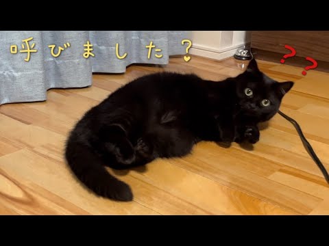 床でゴロゴロする黒猫に話し掛けたら、人間みたいな反応だった