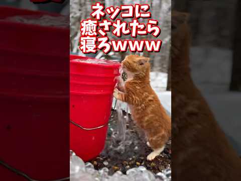 ネッコの動画で癒されたら寝ろｗｗｗ　#2ch #2chまとめ 動物スレ #2ch面白いスレ #動物 #犬 #猫 #癒やし #ねこ動画#ねこ