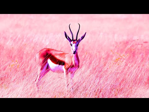 Positive Healing Frequency | 432Hz Music For Meditation | Self Love Energy | Detox Your Soul