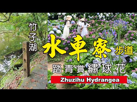 【竹子湖逍遙遊】水車寮步道 高家繡球花田 賞花賞蝶聽濤 [含交通指南 ‧ 遊程地圖 ]  Yangmingshan Travel  Guide【陽明山散步】《老鄭旅拍 JoyTravelTaiwan》