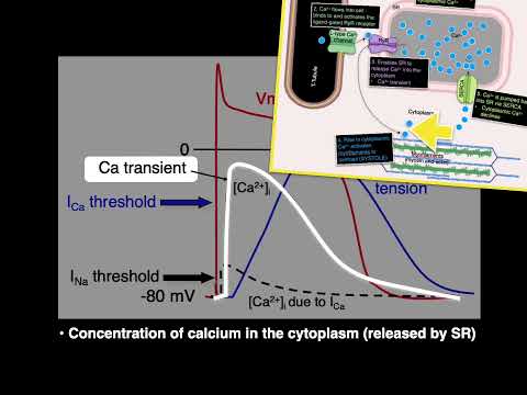 Heart muscle AP, ECC and Tension #heart #anatomy #physiology