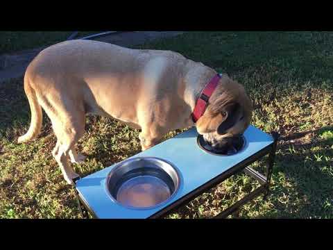 Diamonds in the Ruff - Doggy Day Care and Pet Boarding