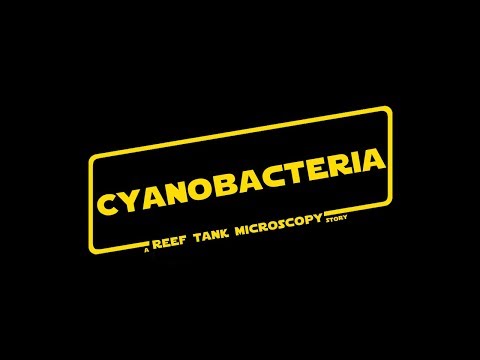 Cyanobacteria - A Reeftank Microscopy Story