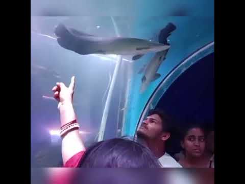 Underwater fish Tunnel Exhibition in Hyderabad||Kukatpally|full video#fishtunnel#hyderabad#ytvideoes