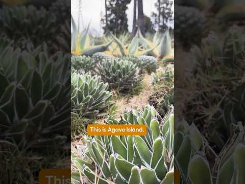 Why the 'Tequila Plant' Is a Highlight of the Dodgers' Garden | SoCal Wanderer | PBS SoCal