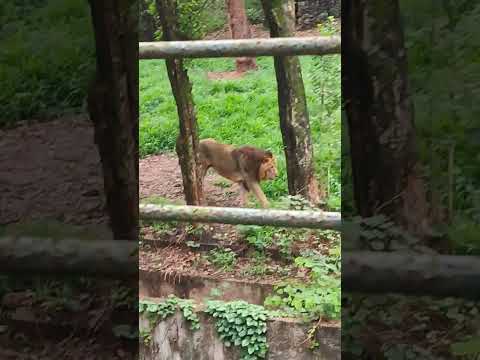 Lion in Guwahati Zoo🦁#viral #trending #lion #guwahati #zoo #kajiranga #nationalpark #youtube