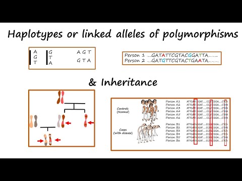 Haplotypes or alleles of linked polymorphisms & Inheritance (Tutorial)