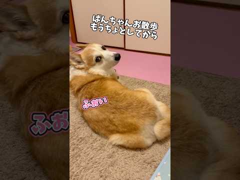 散歩時間にゲリラ雷雨⛈️しばし待機をさせられたコーギー🐶#犬動画 #ウェルシュコーギー #コーギー #コーギー犬 #わんこ #わんこ動画 #コーギー大好き #いぬのいる生活 #いぬ #犬