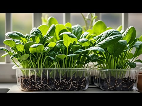 Useful Tips & Tricks Urban Gardening: Balcony Gardens for City Dwellers