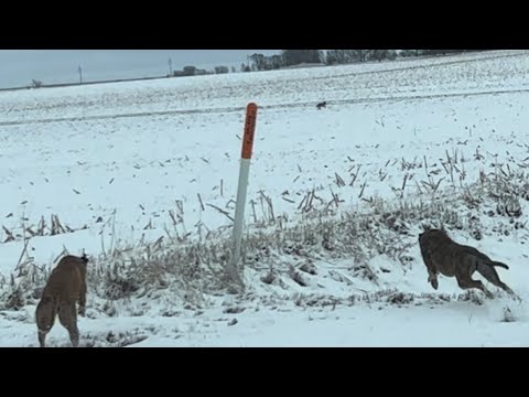 Coyote Hunt with Greyhounds!!! (2v1) (Thrilling Catch)