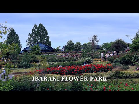 [Roses at their best] Take a walk in Ibaraki Flower Park!