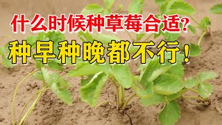 什么时间种草莓最合适？为了早上市，种早种晚都不行【付老师种植技术团队官方频道】