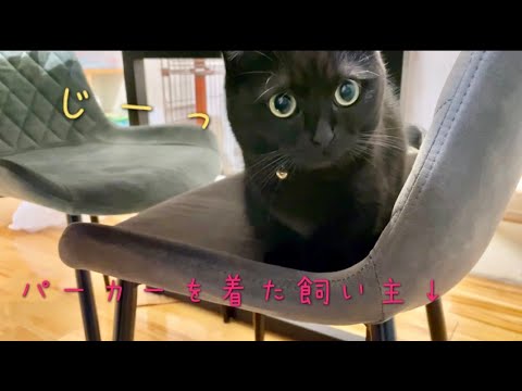 飼い主のパーカーの紐で楽しそうに遊ぶ黒猫