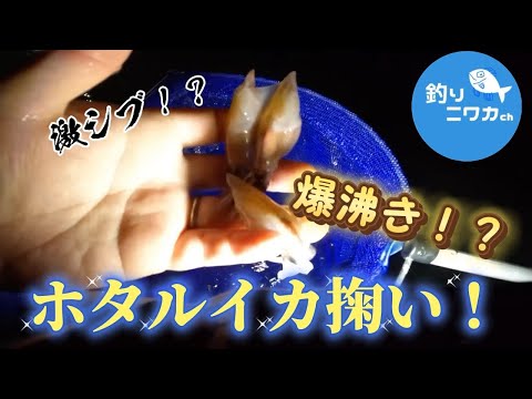 【爆沸き？】富山限定！ホタルイカ掬いにチャレンジ【激シブ？】