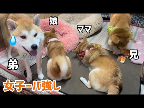 柴犬まみれはそれぞれの天然個性バトルがおもしろいw