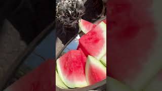 Chickens and watermelon #backyardchickens #summervibes  #ilovechickens