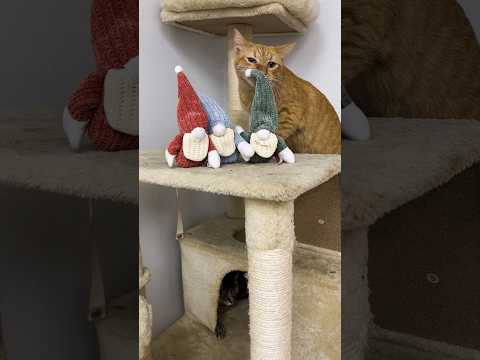 Catnip Holiday Gnomes! We think they’re a hit! #catnip #cattoy #cats