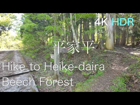 [4K HDR]Walking to the Beech Forest of Heike-daira 福井県大野市の平家平ブナ林までの散策