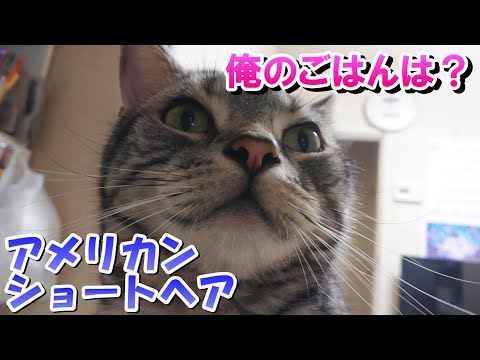 イカ嫌いだから俺のごはんをよこせの顔をする猫（アメリカンショートヘア）