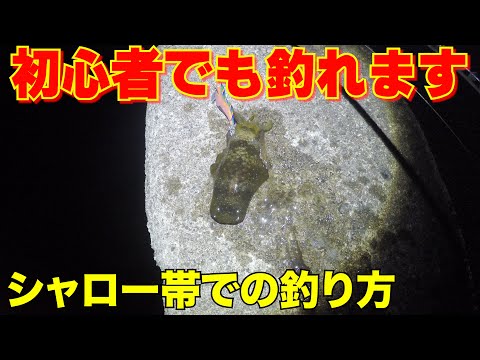 【秋イカ】ただ巻いてるだけで釣れます‼️