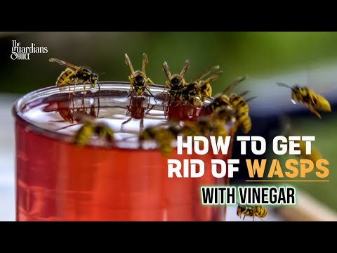 Ultimate Guide: How to Get Rid of Wasps with Vinegar